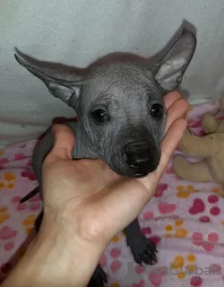 Additional photos: Xoloitzcuintle Puppy