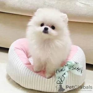 Photo №2 to announcement № 38253 for the sale of pomeranian - buy in Germany private announcement