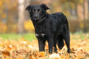 Additional photos: Metis Border Collie Teddy is looking for a loving host