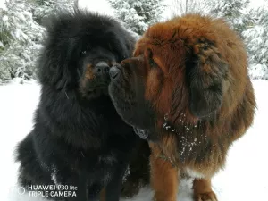 Additional photos: Tibetan mastiffs