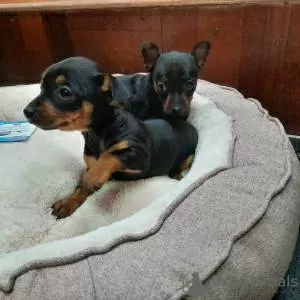 Photo №2 to announcement № 126869 for the sale of miniature pinscher - buy in Portugal 