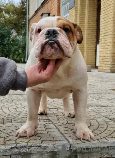 Photo №1. english bulldog - for sale in the city of Sumy | 1183$ | Announcement № 10940