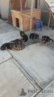 Additional photos: german shepherd puppies