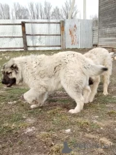 Additional photos: Caucasian Shepherd Puppies