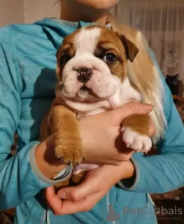 Photo №2 to announcement № 13479 for the sale of english bulldog - buy in Germany from nursery