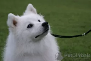 Additional photos: Japanese Spitz puppies