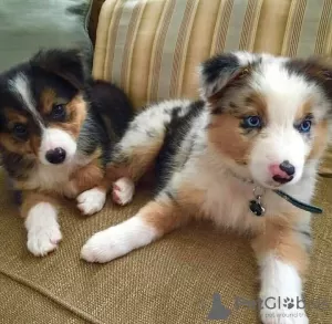 Photo №2 to announcement № 119692 for the sale of australian shepherd - buy in Lithuania private announcement