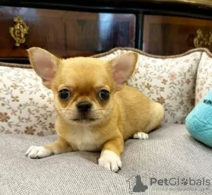 Photo №2 to announcement № 127125 for the sale of chihuahua - buy in Estonia private announcement