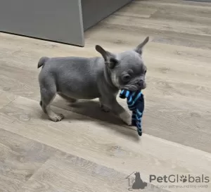 Additional photos: French Bulldog Puppies For Sale