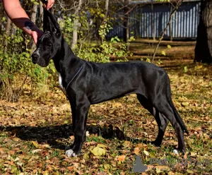 Additional photos: FolkDog Kennel