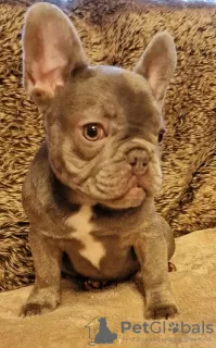 Photo №2 to announcement № 103385 for the sale of french bulldog - buy in United States 