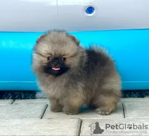 Photo №1. pomeranian - for sale in the city of Šabac | negotiated | Announcement № 111602