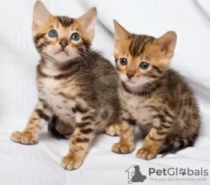 Photo №2 to announcement № 129013 for the sale of bengal cat - buy in Germany 