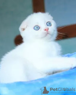 Additional photos: Boy scottish fold blue-eyed