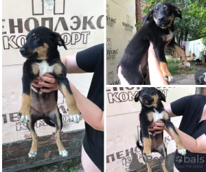 Photo №1. non-pedigree dogs - for sale in the city of Krasnodar | Is free | Announcement № 7520