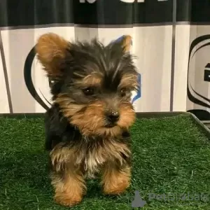 Photo №1. yorkshire terrier - for sale in the city of Iowa City | 400$ | Announcement № 111383