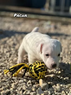 Photo №3. JACK RUSSELL MALE. France