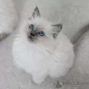 Photo №4. I will sell ragdoll in the city of Sydney. breeder - price - Is free