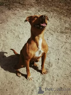 Photo №3. Working pit bull puppies of worthy bloodlines King Jumbo. Russian Federation