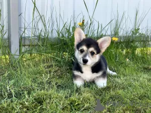 Additional photos: Pembroke Welsh Corgi puppies