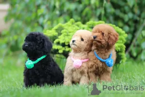 Photo №1. poodle (toy) - for sale in the city of Voronezh | negotiated | Announcement № 31543