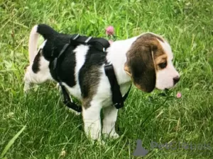 Photo №1. beagle - for sale in the city of Berlin | 312$ | Announcement № 28791