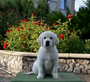 Additional photos: Selling Golden Retriever puppies PRA 1, PRA 2,ICHT. purely