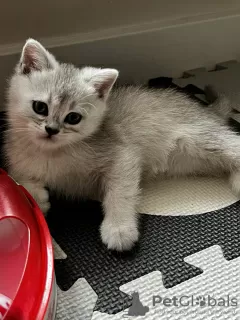 Additional photos: British shorthair silver chinchillas are offered for reserve