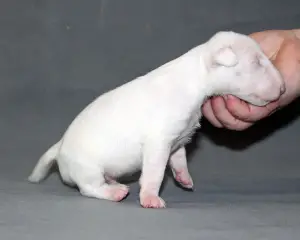 Additional photos: Standard Bull Terrier puppies