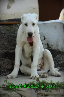 Photo №4. I will sell central asian shepherd dog in the city of Novosibirsk. from nursery - price - 424$