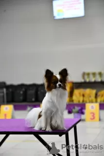 Additional photos: Papillon puppies