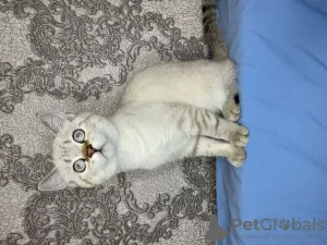 Photo №1. scottish fold - for sale in the city of Poltava | 131$ | Announcement № 21353