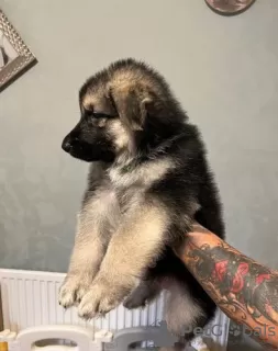 Additional photos: German Shepherd puppies