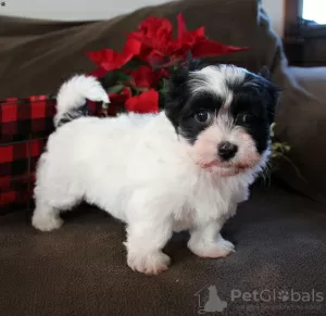 Photo №3. Planned health tested KC Havanese incl chocolates. Ireland