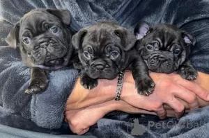 Photo №1. french bulldog - for sale in the city of Москова | 281$ | Announcement № 128494