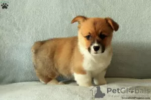 Photo №3. Top quality welsh pembrokeshire corgis 1(281)698-7719. United States