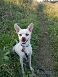 Additional photos: Calm and very beautiful dog, 1 year old