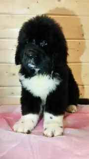 Additional photos: Newfoundland Puppies