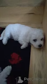 Photo №2 to announcement № 20902 for the sale of bichon frise - buy in Russian Federation private announcement