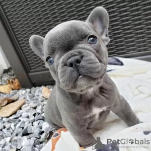 Photo №1. french bulldog - for sale in the city of Франкфурт-на-Майне | negotiated | Announcement № 94886