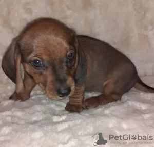 Additional photos: Purebred smooth-haired dachshund puppies