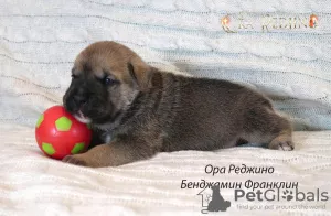 Additional photos: Puppies CA DE BO