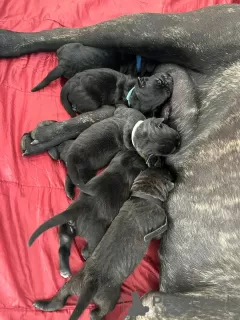 Photo №1. cane corso - for sale in the city of St. Petersburg | 329$ | Announcement № 130605