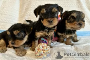 Photo №3. Stunning Yorkshire Terrier For Sale. United States