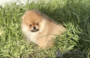 Additional photos: Gorgeous Pomeranian girl