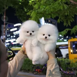 Photo №1. pomeranian - for sale in the city of Berlin | 188$ | Announcement № 129855