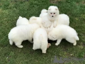 Photo №2 to announcement № 44891 for the sale of japanese spitz - buy in Switzerland private announcement