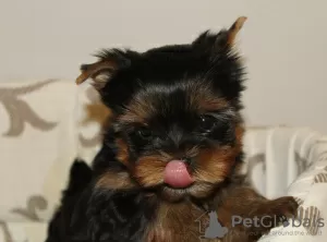 Photo №3. Yorkshire Terrier puppies for sale. Ukraine