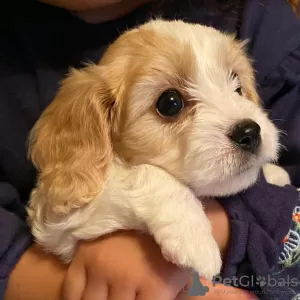 Photo №3. Gorgeous F1 cavachons. Belgium