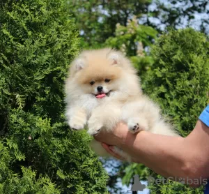 Photo №4. I will sell pomeranian in the city of Borisov. private announcement, from nursery, breeder - price - negotiated